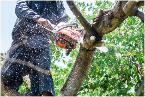 tree services Burneyville